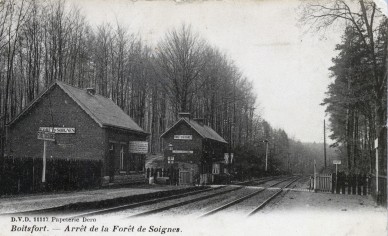 Forest de Soignes.jpg